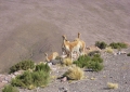 Altiplano fauna